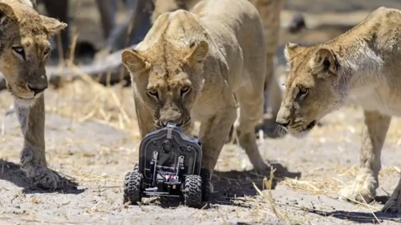 Des lions photographiés de (très) près par une voiture télécommandée !