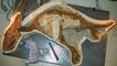 Un fossile de bébé dinosaure presque intact découvert au Canada