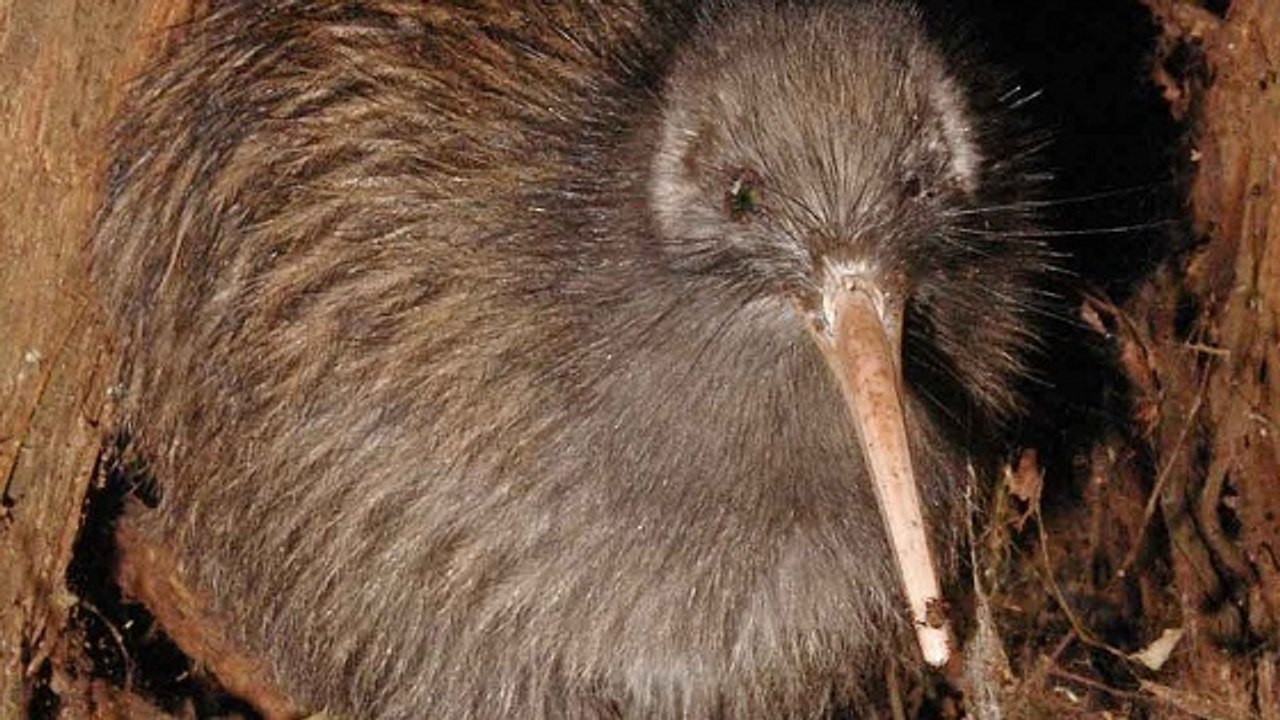 Et si le kiwi de Nouvelle-Zélande provenait d’Australie ?