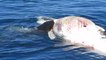 Des grands requins blancs dévorent la carcasse d'une baleine