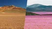 Die Atacamawüste, einer der trockensten Orte der Welt, verwandelt sich in ein unglaubliches Blumenfeld