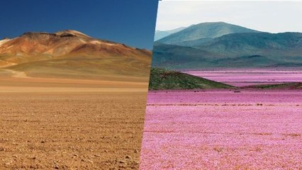Die Atacamawüste, einer der trockensten Orte der Welt, verwandelt sich in ein unglaubliches Blumenfeld