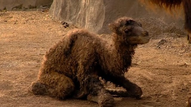 Les premiers pas maladroits d'un petit chameau