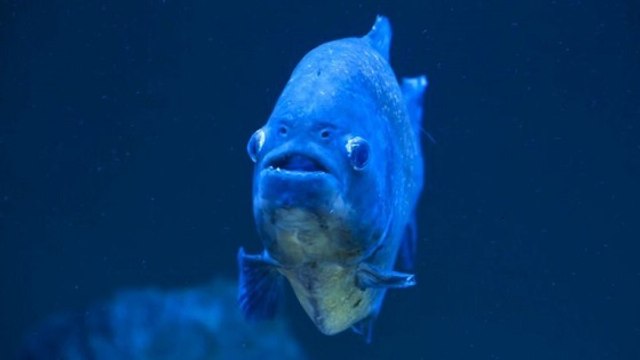 Une attaque de piranhas blesse plus de 70 personnes en Argentine