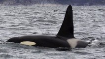 Comment l'orque repère ses proies la nuit sans émettre d'ultrasons