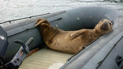 Un phoque têtu s'installe dans le bateau d'un couple pendant quatre jours
