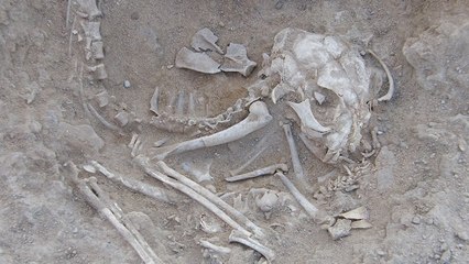 Le chat a t-il été domestiqué 2000 ans plus tôt qu'on ne pensait en Egypte ?