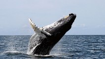 Les baleines à bosse, des cétacés moins inoffensifs qu'on ne pense