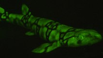 Des scientifiques découvrent pour la première fois des poissons fluorescents