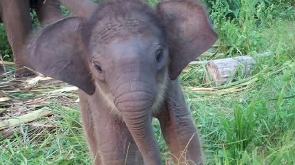 Quand un bébé éléphant apprend à se servir de sa trompe