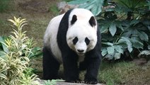 Un combat de pandas géants filmé par une caméra cachée