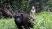 Jane Goodall : l'incroyable geste de remerciement d'un chimpanzé remis en liberté au Congo