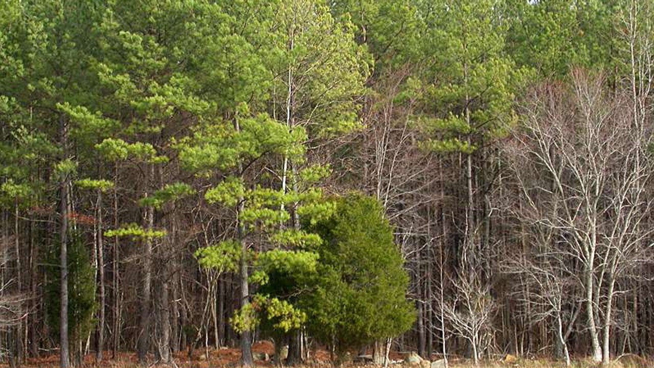 Le génome de ce pin est sept fois plus long que celui de l'Homme