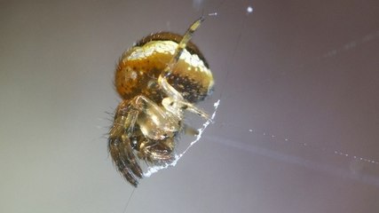 Une araignée utilise sa toile comme fronde pour sauter sur ses proies