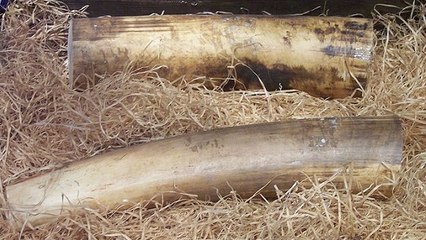 Ivoire : un trafiquant chinois condamné à une peine historique au Kenya