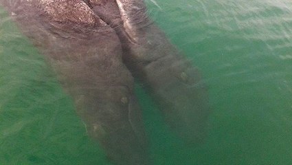 Un spécimen exceptionnel de baleines siamoises découvert au Mexique