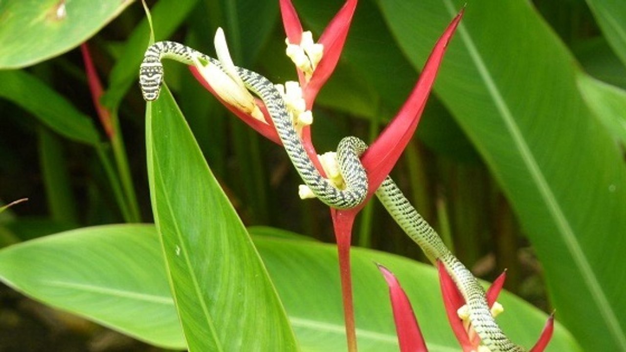 Le secret des serpents volants enfin élucidé