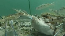 Admirez les fonds marins grâce à une caméra embarquée dans un panier à crabe