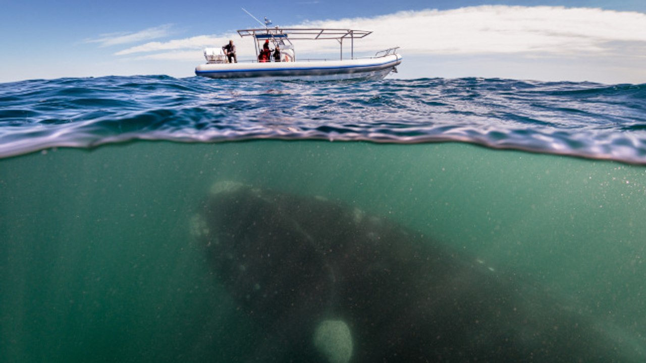 D'impressionnantes photos d'une baleine et son petit capturées en Argentine