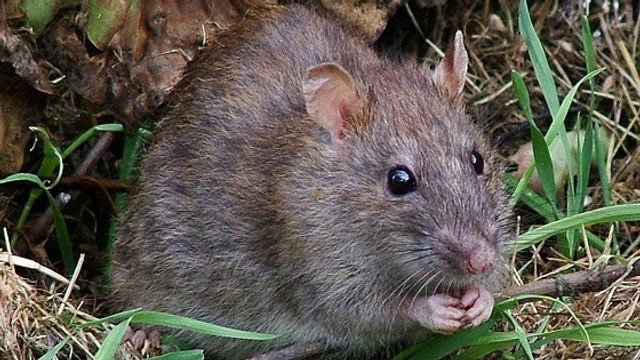 Des rats géants coloniseront-ils la Terre si l'humanité disparait ?