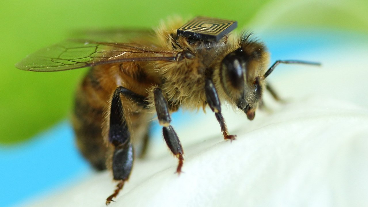 Des milliers d'abeilles suivies à la trace grâce à des capteurs fixés sur leur dos