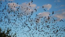 Bracken Cave, la grotte aux vingt millions de chauves-souris