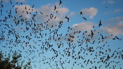 Bracken Cave, la grotte aux vingt millions de chauves-souris