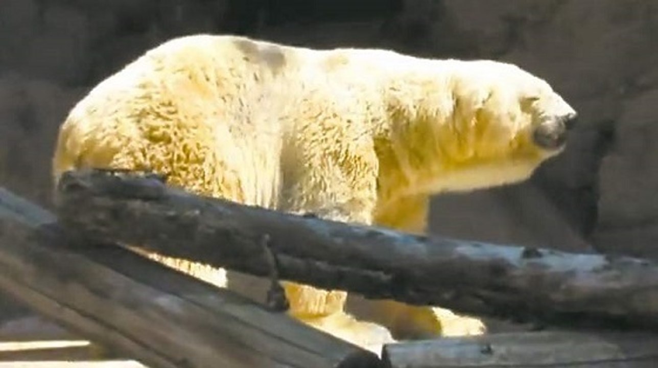 Le sort d'Arturo, dernier ours polaire d'Argentine inquiète les défenseurs des animaux