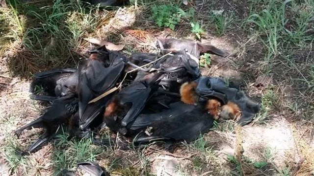 Une pluie de chauves-souris mortes s'abat en Australie