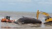 Un cachalot de 16 mètres s'échoue sur une plage en Uruguay