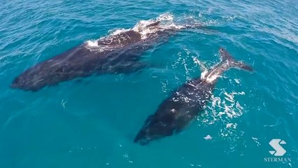 Des baleines en visite à Hawaï filmées par un drone