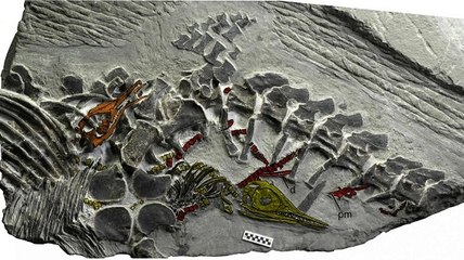 Un reptile marin préhistorique fossilisé en plein "accouchement"