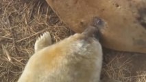 Des phoques donnent naissance à leurs bébés devant des webcams