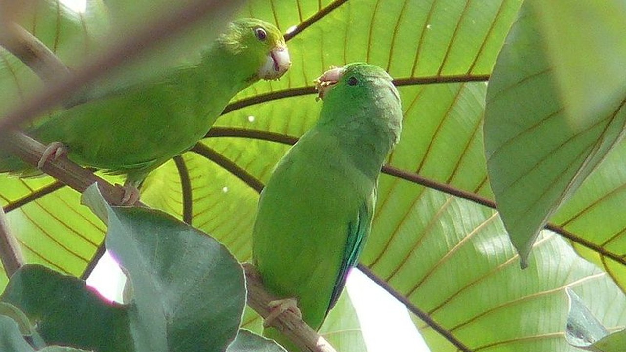 Les perroquets sauvages donnent des noms à leurs petits
