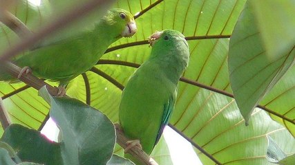 Les perroquets sauvages donnent des noms à leurs petits