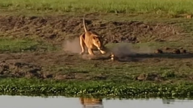 Une lionne attaque un crocodile et refuse de partager son repas
