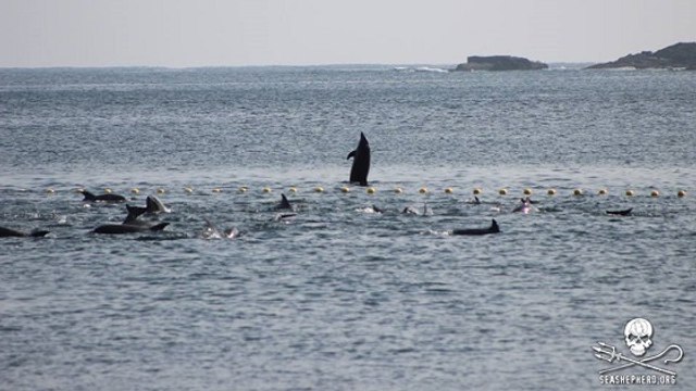 Le massacre de dauphins dans la baie de Taiji de nouveau dénoncé