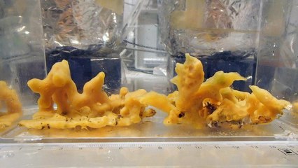 Des éponges de mer bousculent la théorie sur l'origine de la vie sur Terre