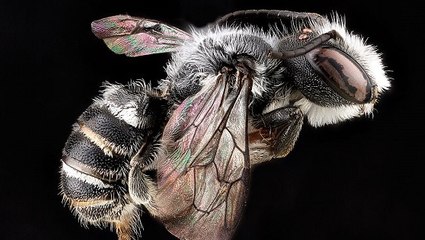 Des abeilles sauvages utilisent du plastique pour construire leur nid