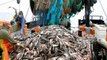 Pêche profonde : la flotte d'Intermarché s'engage à limiter le chalutage de fond