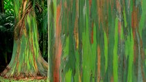 L'eucalyptus arc-en-ciel, un arbre incroyable au tronc multicolore