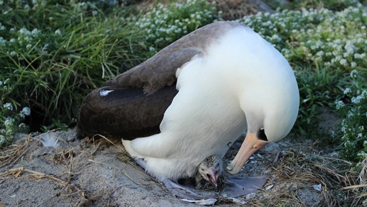 Le plus vieil oiseau sauvage du monde a eu un nouveau petit