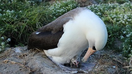 Le plus vieil oiseau sauvage du monde a eu un nouveau petit