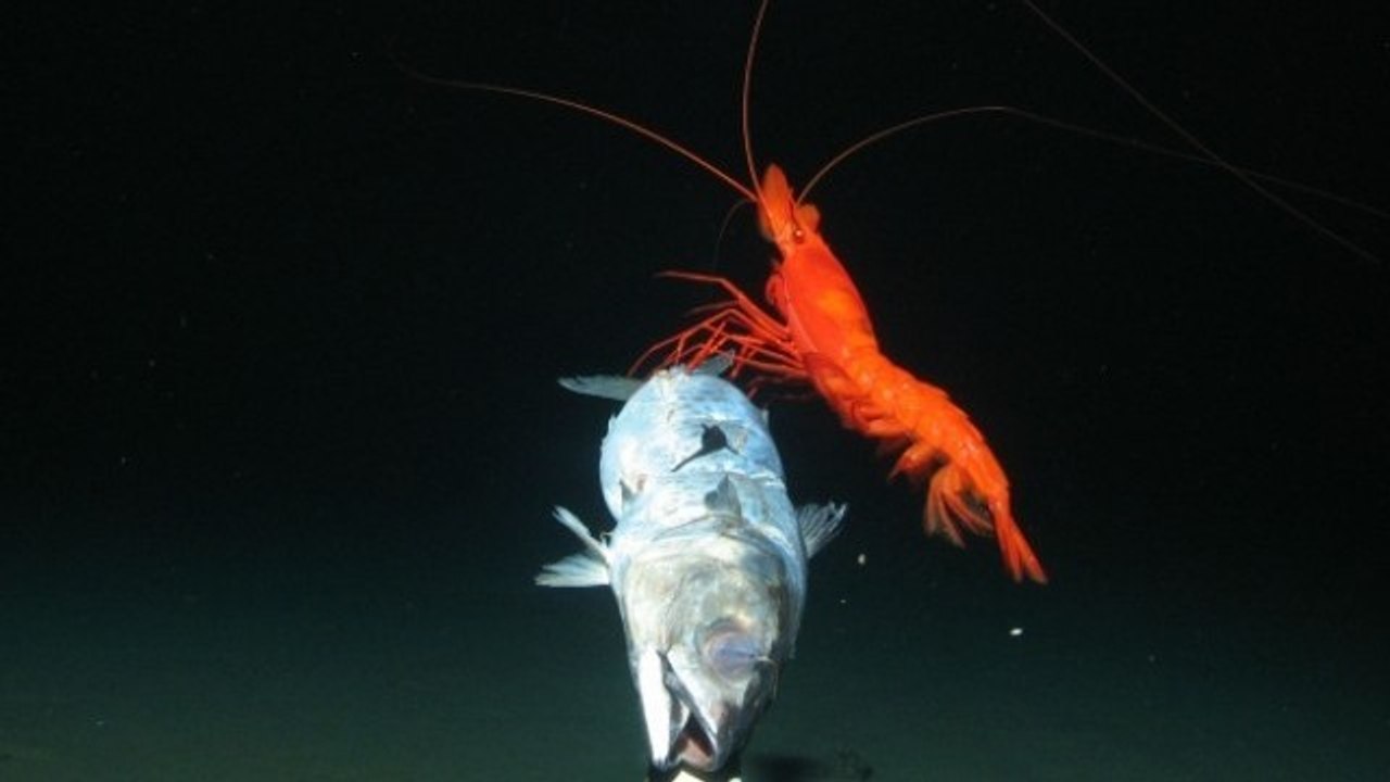 Un robot explore la faune d'un des points les plus profonds de l'océan