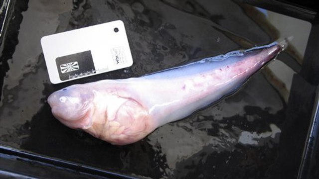 Un étonnant poisson des profondeurs attrapé pour la première fois depuis 60 ans