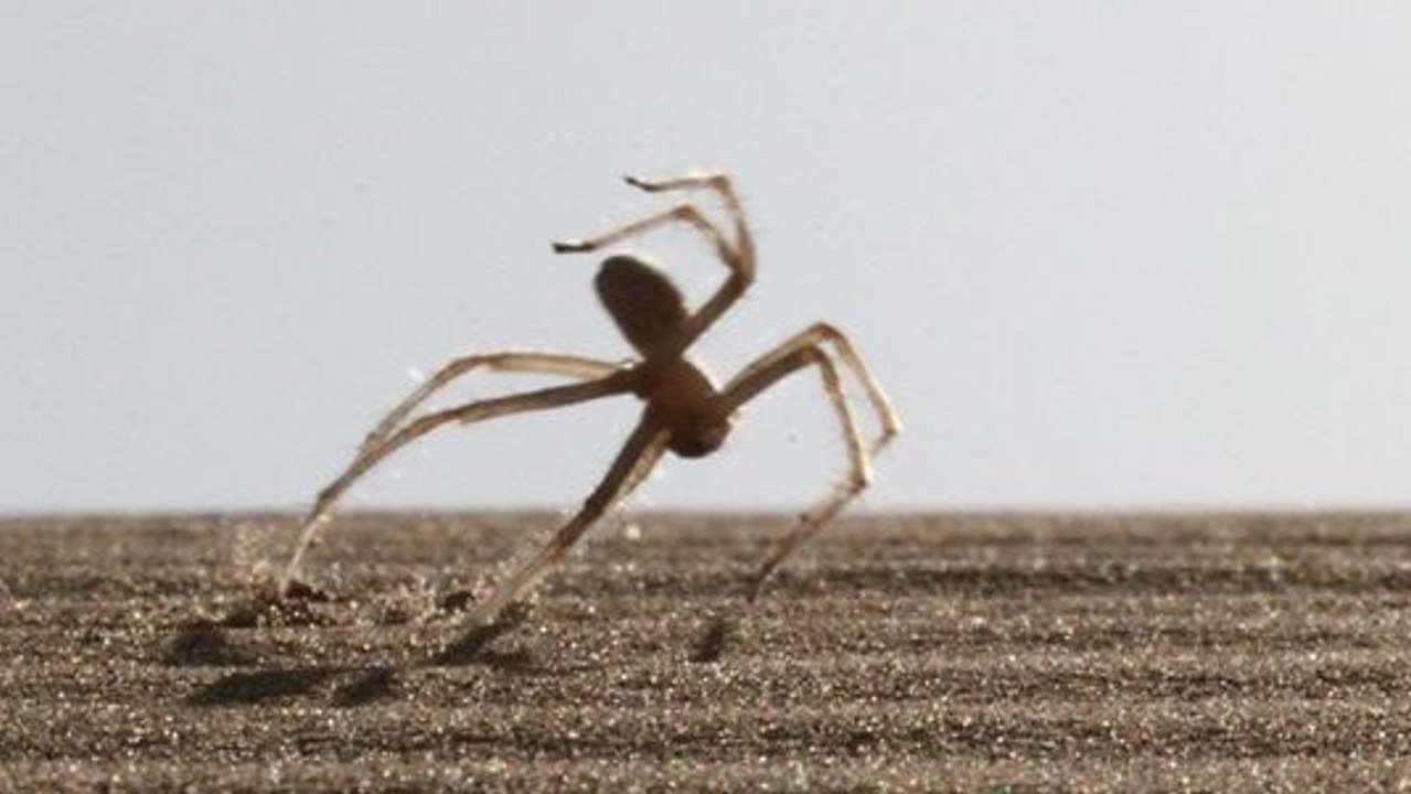 Une araignée du désert capable d’effectuer des sauts périlleux