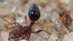 Les fourmis folles ne craignent plus le venin des fourmis de feu