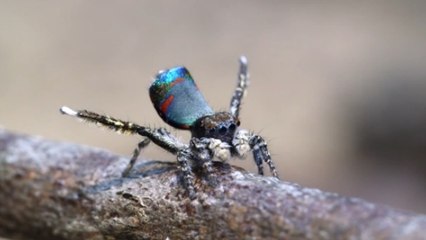 L'étonnante danse séductrice d'une minuscule araignée