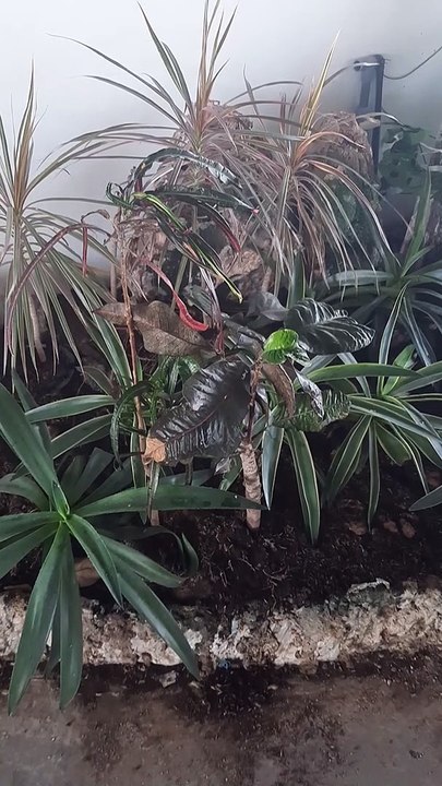 BEREKEBUN 3