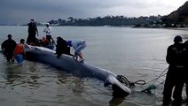 Une baleine de 10m piégée par des filets en Tunisie